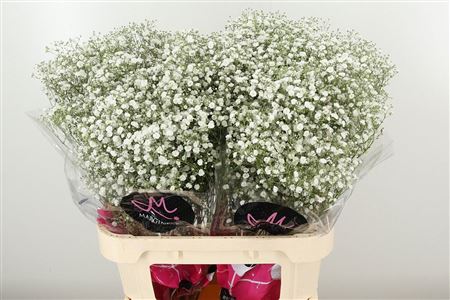 359687161_434364364_H_1-15 Gypsophila Pa Xlence 60 cm