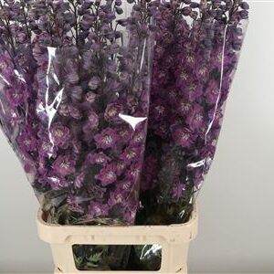 359687276_434364603_H_1-4 Delphinium El Dewi Hercules Dark Pink