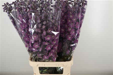359687276_434364603_H_1-4 Delphinium El Dewi Hercules Dark Pink