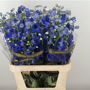 Delphinium El Hollands Glorie Bright Blue 90 cm