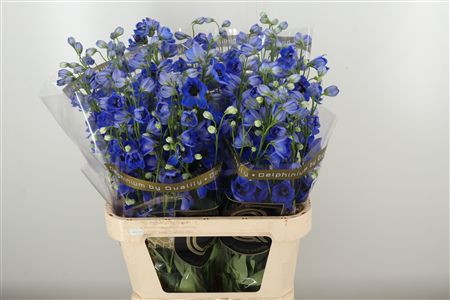 359697071_434378568_H_1-4 Delphinium El Hollands Glorie Bright Blue 90 cm