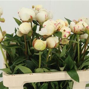 359699556_434386082_H_1-5 Pivonka Flor Nicholls Rose