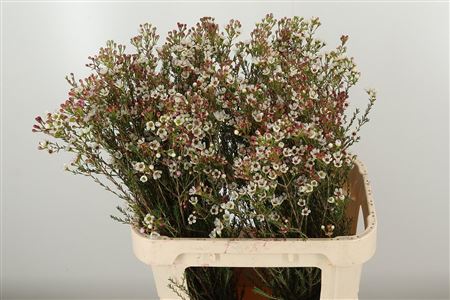 359701000_434388251_H_1-11 Chamelaucium White Maya snehobiele kvety na stonke
