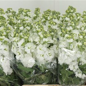 359701303_434388818_H_1-5 Matthiola Mathilda White rezaný kvet