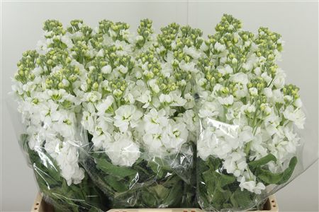 359701303_434388818_H_1-5 Matthiola Mathilda White rezaný kvet