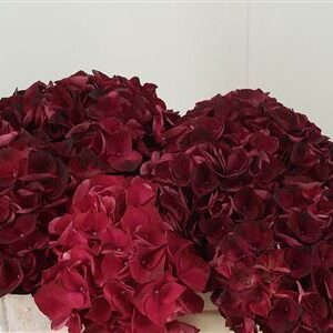 359710935_434403923_H_1-14 Hortenzia M Dark Ruby