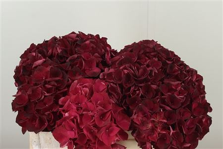 359710935_434403923_H_1-14 Hortenzia M Dark Ruby