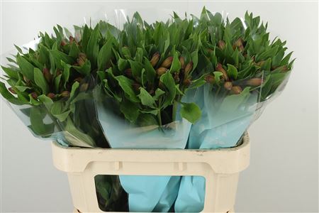 359746327_434443887_H_1-8 Alstroemeria Vixen s výrazným sfarbením
