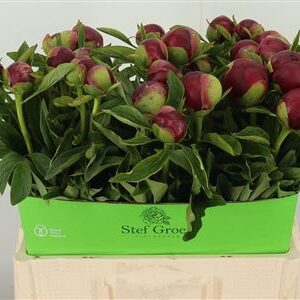 359748388_434446319_H_1-5 Paeonia Red Charm