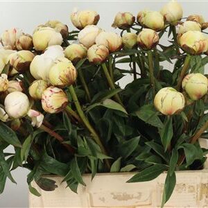 359748571_434446667_H_1-10 Paeonia Dr F Brethour White