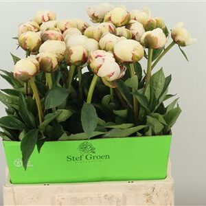 Pivonka Flor Nicholls Rose