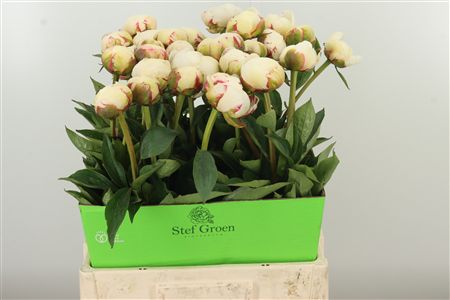 359748590_434446743_H_1-11 Pivonka Flor Nicholls Rose