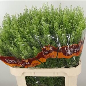Thlaspi Green Bell 70 cm