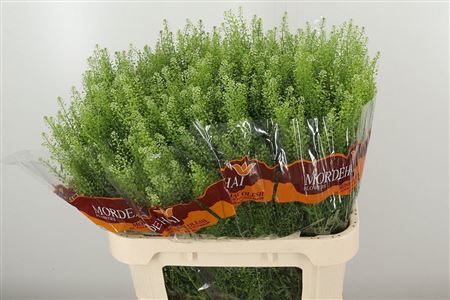 359748924_434447285_H_1-3 Thlaspi Green Bell 70 cm