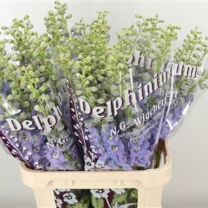 359749028_434447402_H_1-5 Delphinium El Dewi Zofia 110 cm