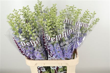 359749028_434447402_H_1-5 Delphinium El Dewi Zofia 110 cm