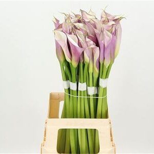 359749171_434447690_H_1-5 Kala Elegant Purple Pink 70 cm