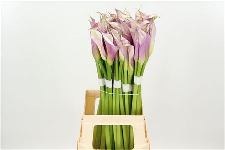 Kala Elegant Purple Pink 70 cm
