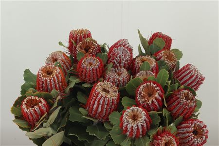 359749175_434447698_H_1-6 Banksia Coccinea rezaný kvet