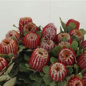 359749175_434447698_H_1-8 Banksia Coccinea rezaný kvet