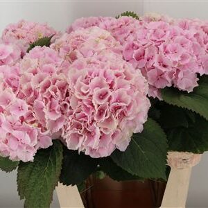 359749666_434448511_H_1-5 Hortenzia M Verena Pink rezaný kvet