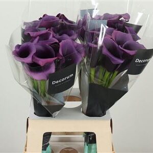 359751087_434450013_H_1-6 Kala Durban Purple