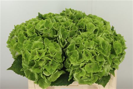 Hortenzia Emerald Green