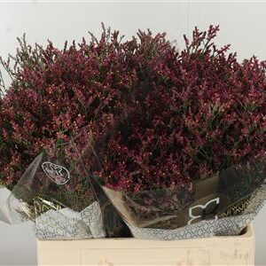 359757178_434457081_H_1-6 Limonium Sin Scarlet Diamond v kytici