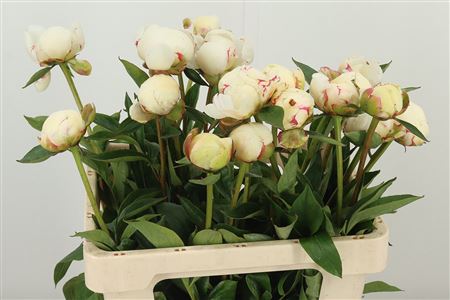 359758640_434460277_H_1-6 Pivonka Flor Nicholls Rose