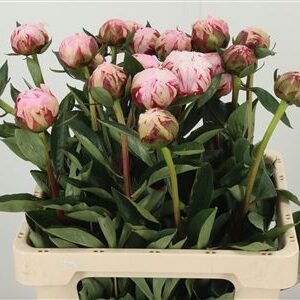 359758645_434460289_H_1-9 Pivonka Sarah Bernhardt 60 cm