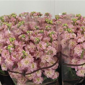 Matthiola Stox Champagne 60 cm