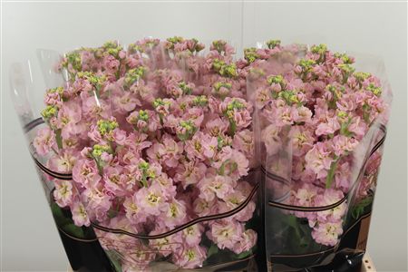359770241_434476000_H_1-4 Matthiola Stox Champagne 60 cm