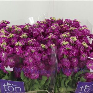 359770242_434476002_H_1-5 Matth Stox Deep Rose