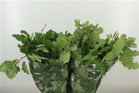 Striebrozelený eukalyptus Cinerea Mini s drobnými lístkami