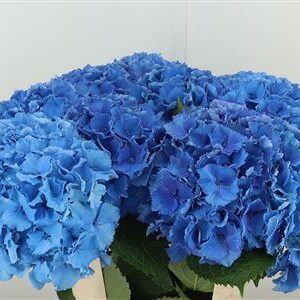 359812260_434529949_H_1-6 Hydr M Royal Parade Blue