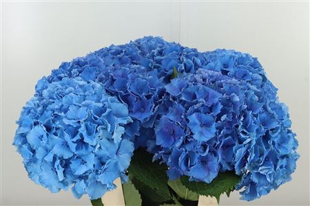359812260_434529949_H_1-6 Hortenzia M Royal Parade Blue 50 cm