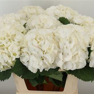 Hortenzia M Verena White 60 cm