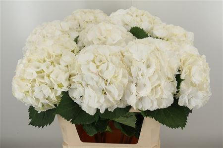 Hortenzia M Verena White 60 cm