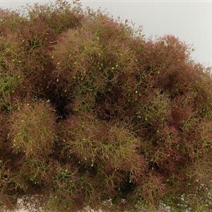 359812329_434530385_H_1-6 Cotinus Smoke Bush Young Lady