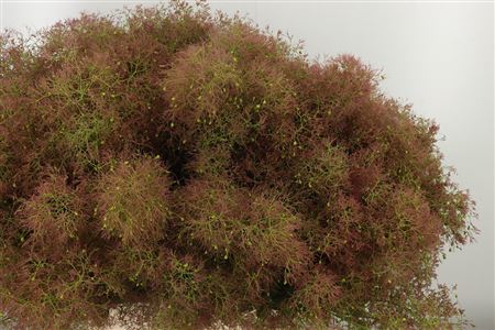 359812329_434530385_H_1-6 Dymovník Smoke Bush s jemnými pernatými súkvetiami