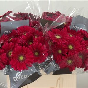 359812755_434531169_H_1-5 Gerbera Ge Mi @ Vivian