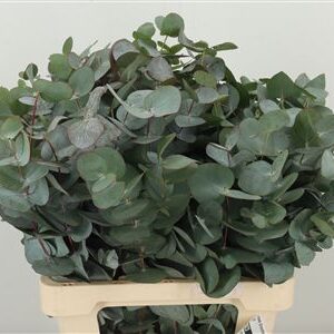 Eucalyptus Cinerea 50 cm