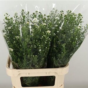 359815111_434534125_H_1-3 Biela aster Cassy White