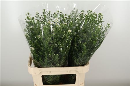 Biela aster Cassy White