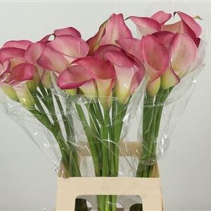 359815123_434534167_H_1-4 Ružová kala Zant Candy Dream Pink s 70 cm stonkou