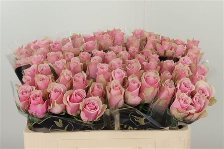 359815214_434534313_H_1-4 Ruža Athena Royale 40 cm