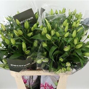 Or. Double Roselily Angela White 80 cm