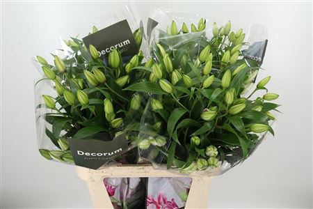 359815311_434534431_H_1-4 Or. Double Roselily Angela White 80 cm