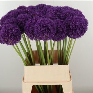 359815320_434534467_H_1-3 Okrasný cesnak Allium Big Flower s fialovým guľovitým kvetom na dlhej stonke