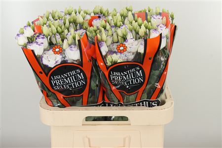 359816094_434535866_H_1-5 Eustoma Excalibur Blue Picotee s modro-bielym okrajom